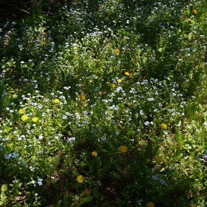 Forget-me-not, dandelions and other flowers mixed grass and clower