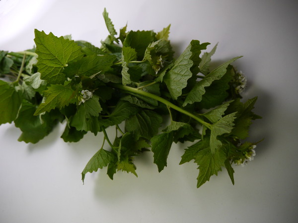 Garlic Mustard culinary herb