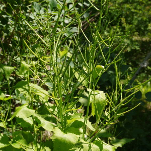 Garlic Mustard, seed pods