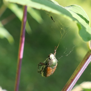 japanese beetle killed by a spider