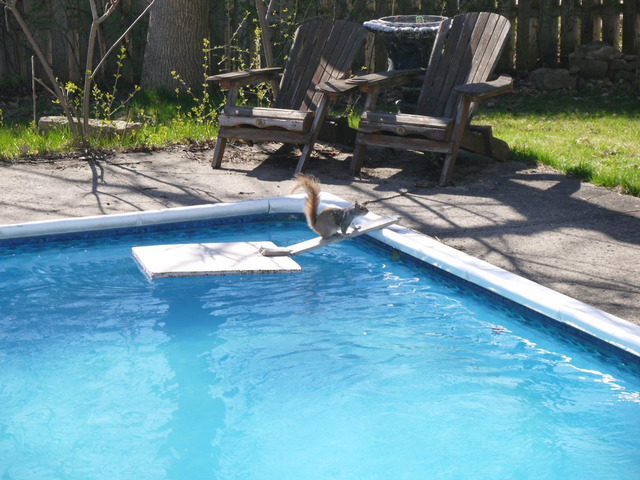 squrrel dringing water from the pool