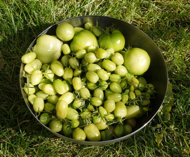 harvesting green tomatoes at the end of the season