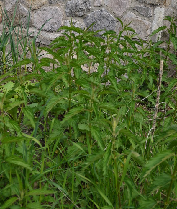 common stinging Nettle