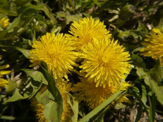 dandelion
