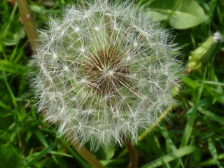 dandelion