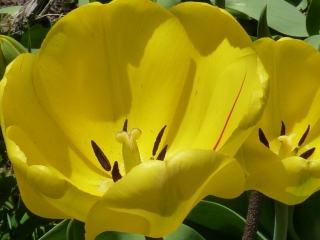 tulip